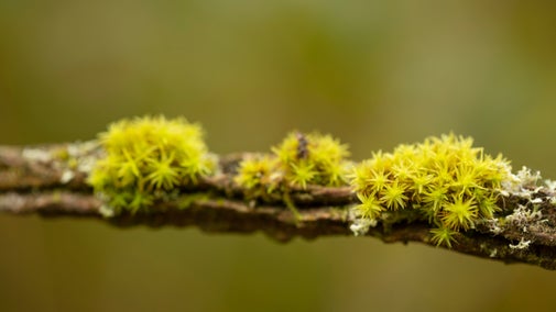 Moss and lichen covered branch in early Autumn at Woodchester Park, Gloucestershire